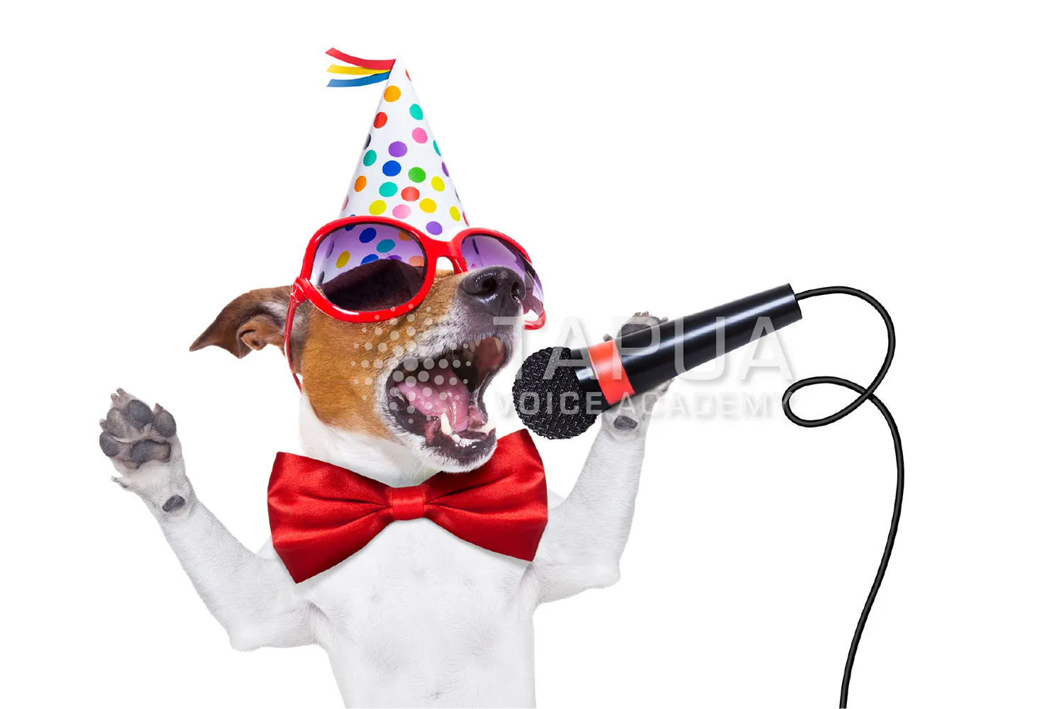 ミックスボイスで伸びやかに歌う感覚をイメージした犬の画像